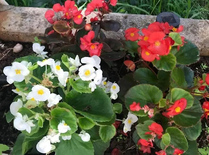 - Blue Gate Manor * Ližnjan