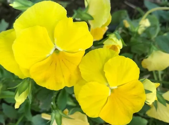 - Blue Gate Manor 펜션