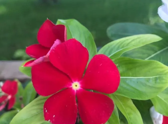 - Blue Gate Manor Holiday home *