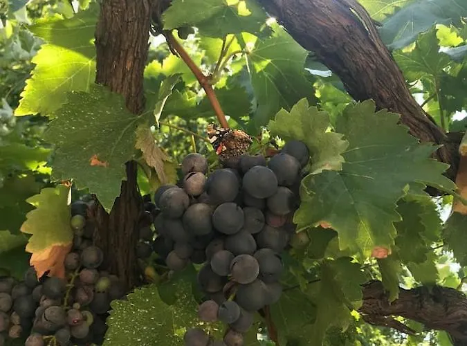 - Blue Gate Manor Holiday home *