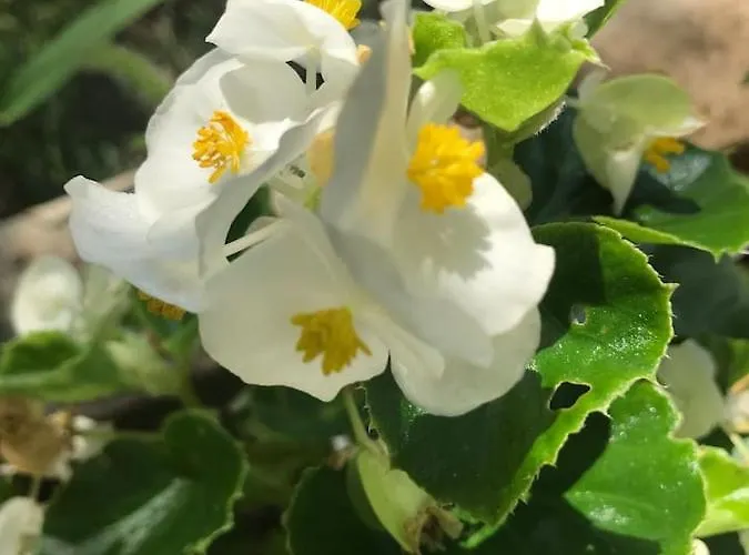 Holiday home - Blue Gate Manor