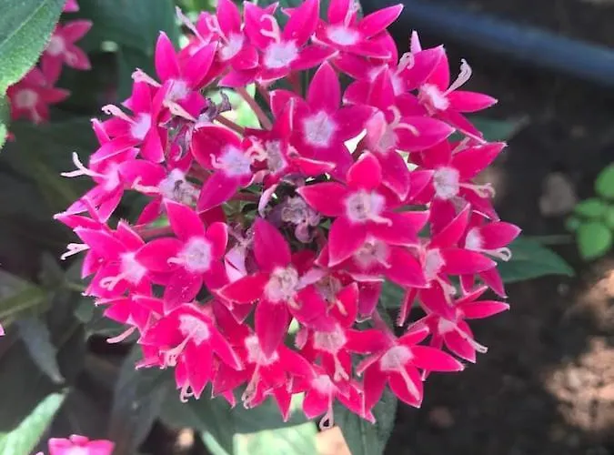 Holiday home - Blue Gate Manor Liznjan